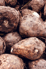 Sugar beet harvest