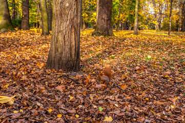 wiewiórka w parku w słoneczny jesienny dzień - obrazy, fototapety, plakaty