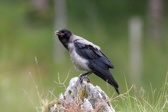 Grey crow , hooded crow, Corvus corone cornix Norway 