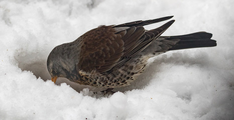 Fieldfare in the snow