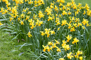 Obraz premium Daffodils growing outside in the grass