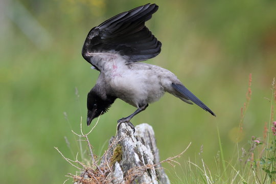 Grey crow , hooded crow, Corvus corone cornix Norway 