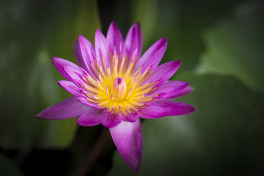 water lily flower blooming with beautiful background