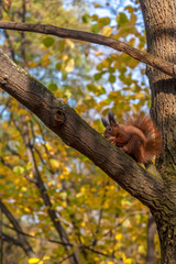 Dzika wiewiórka na drzewie w parku trzymająca orzech - obrazy, fototapety, plakaty