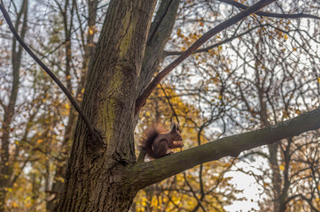 Wiewiórka na drzewie z orzechem w łapkach - obrazy, fototapety, plakaty
