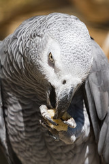 grauer Ara Papagei frisst Brot als Nahaufnahme  im Zoo von Schmiding