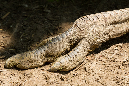 gro&szlig;e Krallen vom Helmkasuar als Nahaufnahme im Zoo von Schmiding