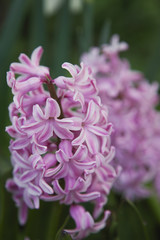 pink beautiful hyacinths in the spring garden