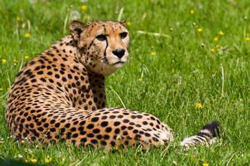 wachsamer Gepard sitzt in Blumenwiese als Nahaufnahme im Zoo von Schmiding