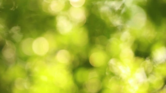 Beautiful blurry green and yellow nature background. Sun shines through blowing on wind green leaves at sky. Summer trees swinging on sunny morning outdoors. Out of focus full hd video footage.

