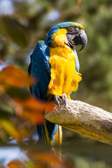 blau gelber Ara Papagei sitzt aus Ast als Nahaufnahme im Zoo von Schmiding