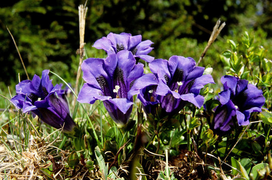 genziana di koch gentiana kochiana strada del duca passo giovo parco regionale frignano modena emilia romagna