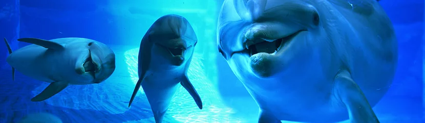 Selbstklebende Fototapete Delfin Delfine im Meer