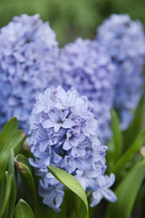 Obraz premium blue hyacinths in the spring garden