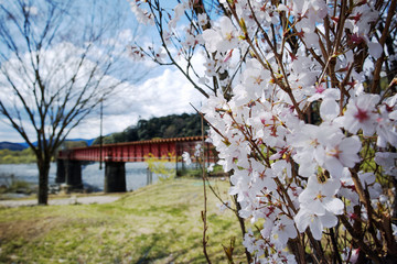 Sakura and the bridge
