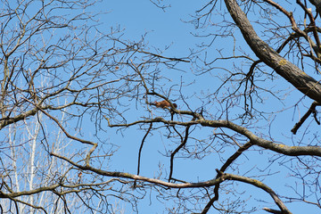 Branches of a tree with an orange squirrel and a bright blue sky background