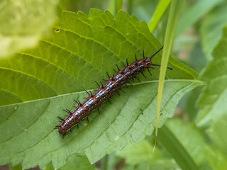 macro of a caterpillar