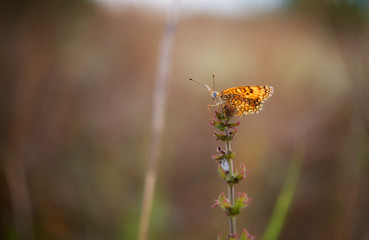 Orange butterfly on flower in field of grass