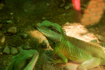 Naklejka na ściany i meble Closeup Green Iguana