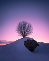 Scenic landscape with lonely tree against purple sky at winter evening in Helsinki, Finland