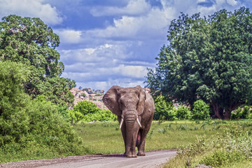 African bush elephant in Mapungubwe National park, South Africa