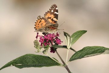 The painted lady