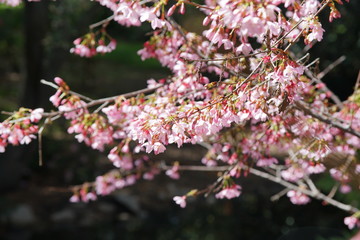 Beautiful cherry tree blossom