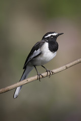 White-browed wagtail