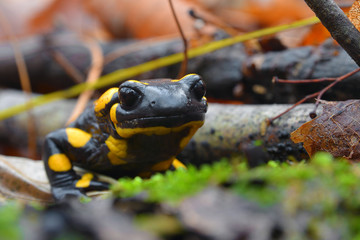 salamander