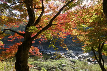 香嵐渓紅葉