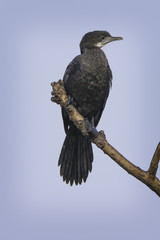 Indian cormorant