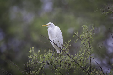 Intermediate egret