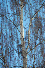Birch tree in early spring sunshine