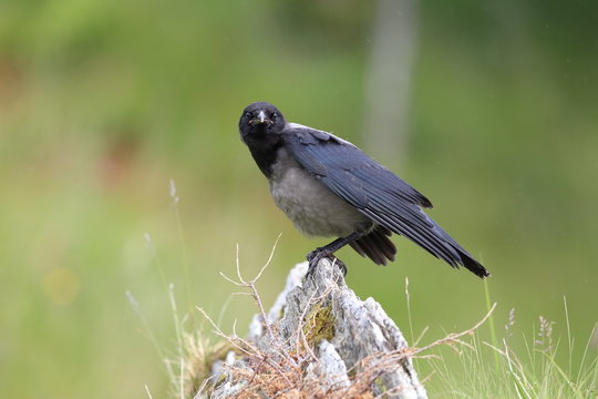 Grey crow , hooded crow, Corvus corone cornix Norway 