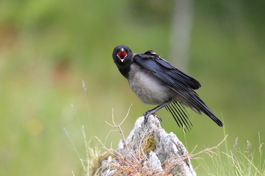 Grey crow , hooded crow, Corvus corone cornix Norway 