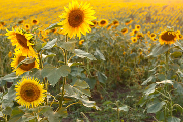 Fototapeta premium Sunflower field at sunset, summertime