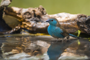 Blue-breasted Cordonbleu in Mapungubwe National park, South Africa