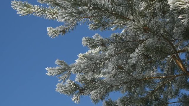 pine branches with ice and snow, winter nature background