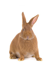 brown rabbit