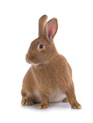 Naklejka premium brown rabbit