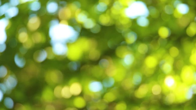 Beautiful blurry green and blue nature background. Sun shines through blowing on wind green leaves at blue sky. Summer trees swinging on sunny morning outdoors. Out of focus full hd video footage.