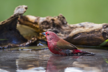 Jameson's Firefinch in Mapungubwe National park, South Africa