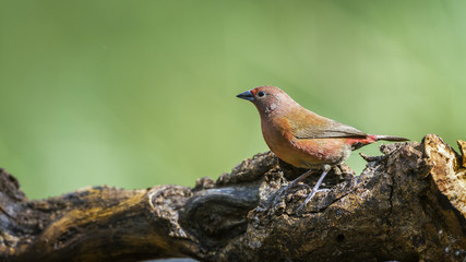Obraz premium Jameson's Firefinch in Mapungubwe National park, South Africa
