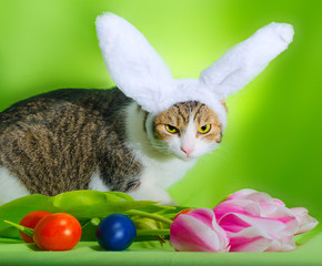 cat with overhead ears depicts an Easter rabbit among the flower