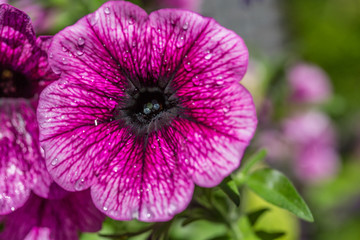 Wild Flower covered with dew drops,Close-Up