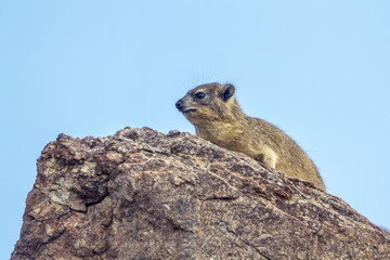 Rock hyrax in Mapungubwe National park, South Africa