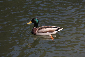 Duck Side View