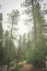 The beautiful vintage green forest like a fairytale at Sequoia National Park