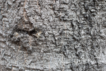 Wood Texture