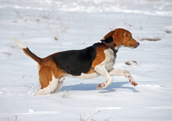 The Estonian hound runs on snow during training walk in fields